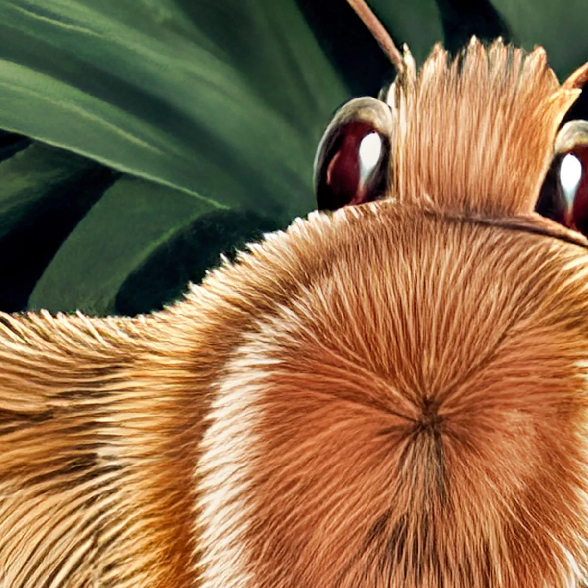     Close-up of the Silent Wings Atlas moth revealing exceptional detail.