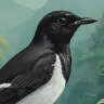 Close-up portrait of the TAMAJAD “Oriental Magpie-Robin” showcasing its elegant black-and-white plumage and expressive eye.